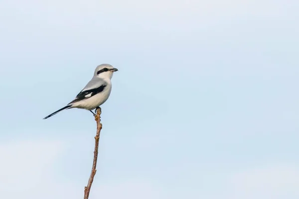 Great Grey Shrike Branch Lanius Excubitor — стоковое фото