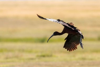 Uçuşta Parlak Ibis (Plegadis falcinellus)