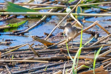 Çulluk Su Kuşu (Actitis hypoleucos)