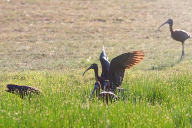 Parlak Ibis (Plegadis falcinellus) Dalgalı Kuş