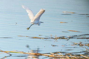Küçük Akbalıkçıl (Egretta garzetta) Küçük Beyaz Balıkçıl