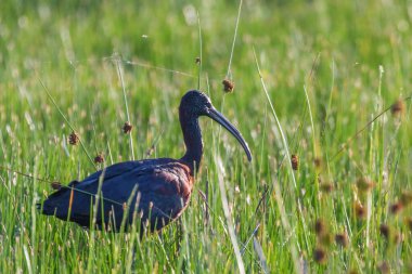 Parlak Ibis (Plegadis falcinellus) Dalgalı Kuş