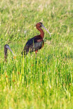 Parlak Ibis (Plegadis falcinellus) Dalgalı Kuş