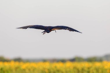 Uçuşta Parlak Ibis (Plegadis falcinellus)