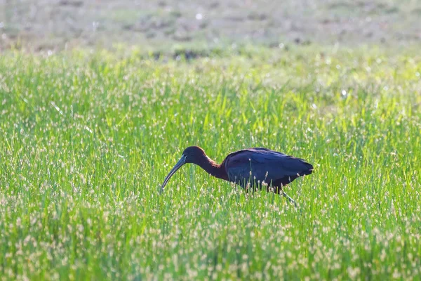 Íbis Brilhante Plegadis Falcinellus Pássaro Deslizante — Fotografia de Stock