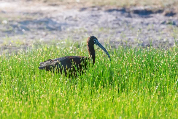 Ibis Brillante Plegadis Falcinellus Pájaro Zancudo — Foto de Stock