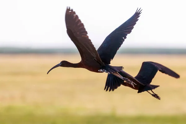 Ibis Brillante Vuelo Plegadis Falcinellus —  Fotos de Stock