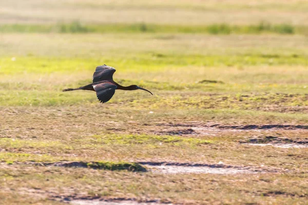 Ibis Brillante Vuelo Plegadis Falcinellus —  Fotos de Stock