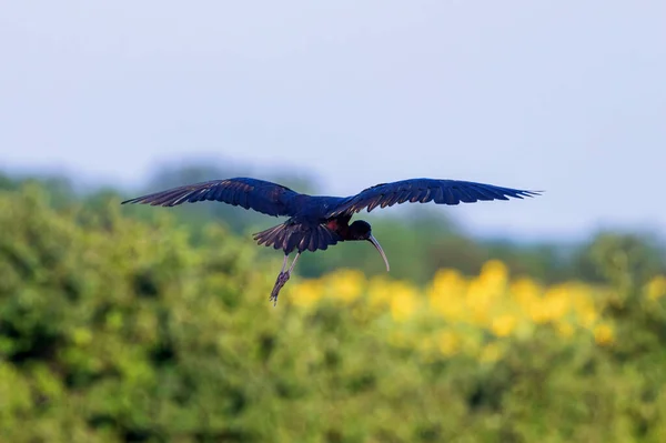 Ibis Brillante Vuelo Plegadis Falcinellus —  Fotos de Stock