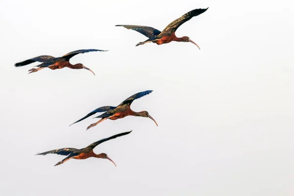 Glossy Ibis Flight Plegadis Falcinellus — 图库照片