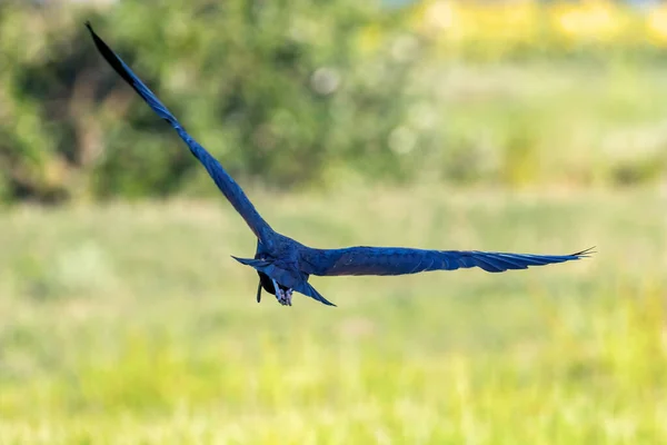 Lesklý Ibis Letu Plegadis Falcinellus — Stock fotografie