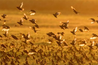 Sunset Sahasında Ortak Starling (Sturnus vulgaris) Avrupa sığırcığı