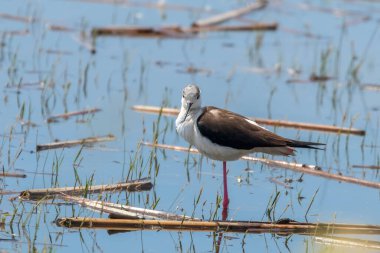 Sudaki Kara Kanatlı Stilt (Himantopus himantopus) Wader Bird Stilt