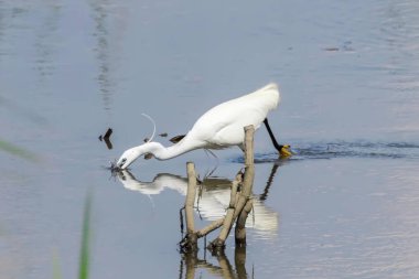Küçük balıkçıl avı (Egretta garzetta) Beyaz Akbalıkçıl
