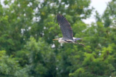 Gri Heron Uçuşu (ardea herodias) Gri Saçlı Uçan Balıkçıl 