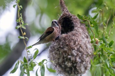 Eurasian Penduline Tit on Nest (Remiz pendulinus)