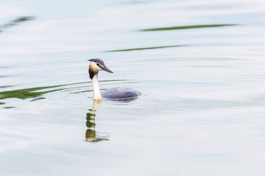 Suda büyük ibikli grebe (Podiceps kristali)