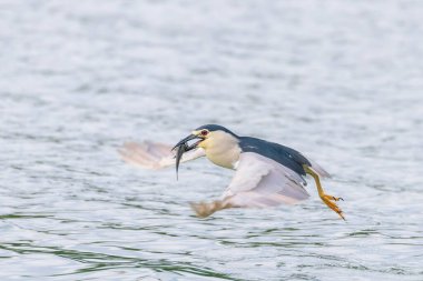 Siyah Taç Giyen Gece Balıkçıl Gagalı Balıkla Savaşıyor (Nycticorax nycticorax)