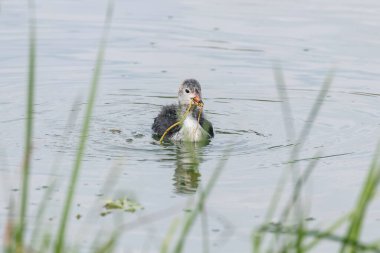 Avrasya Tavuğu (Fulica atra) Yüzme