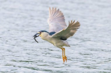 Siyah Taç Giyen Gece Balıkçıl Gagalı Balıkla Savaşıyor (Nycticorax nycticorax)