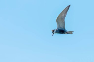 Uçuşta Bıyıklı Tern (Chlidonias hybridus)
