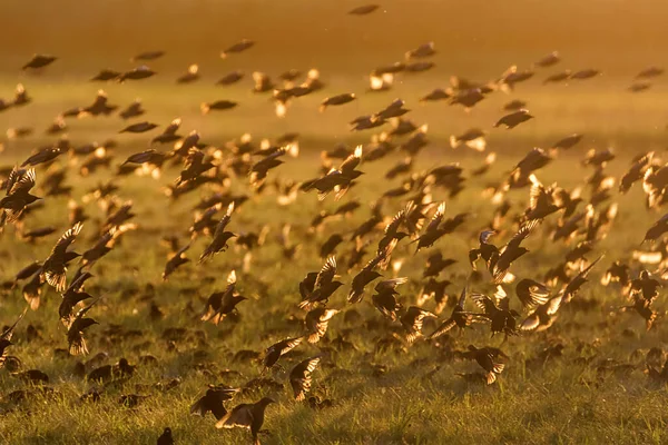 Common Starling Field Sunset Sturnus Vulgaris European Starling — Stock Photo, Image