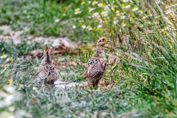 Фазан Чік Полі Трави Phasianus Colchicus — стокове фото