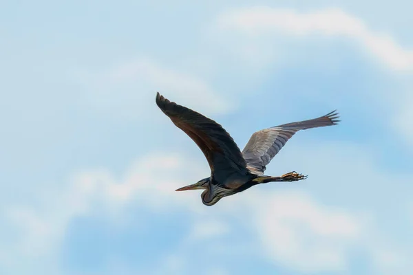 Garça Roxa Voo Céu Azul Ardea Cinerea — Fotografia de Stock