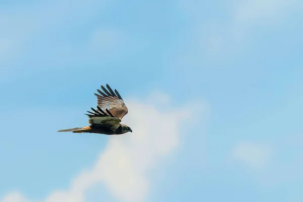 Western Marsh Harrier Voo Circus Aeruginosus — Fotografia de Stock