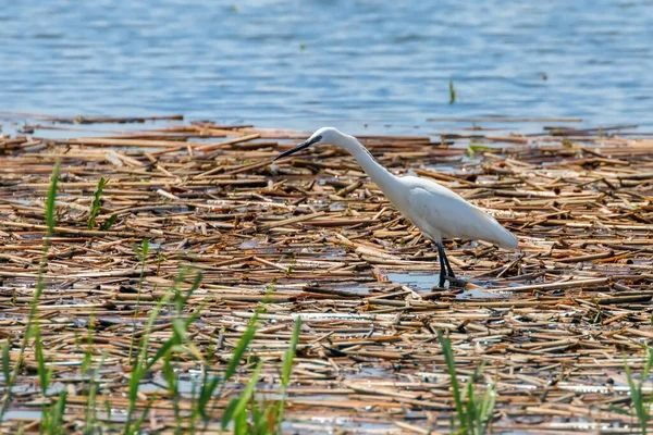 Little Egret Hunting Egretta Garzetta — Foto de Stock