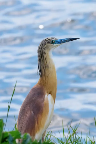 Squacco Heron Ardeola Ralloides Natural Habitat — Stock Photo, Image