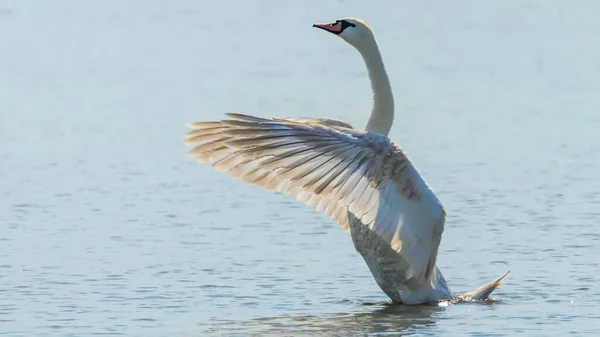 Cisne Com Asas Abertas Largas — Fotografia de Stock