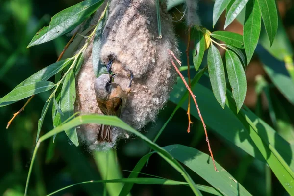 Eurasian Penduline Tit Nest Remiz Pendulinus — Stock Photo, Image