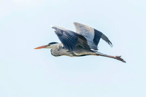 Полет Серой Цапли Ardea Herodias — стоковое фото