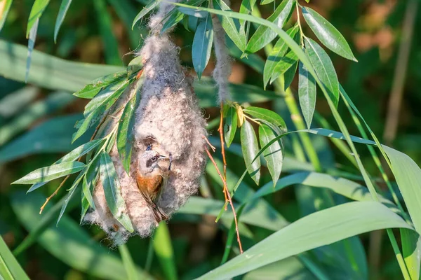 Eurasian Penduline Tit Nest Remiz Pendulinus — Stockfoto