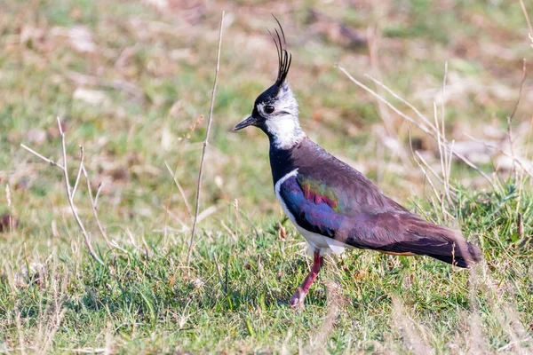 Lapwing Northern Lapwing Grama Vanellus Vanellus Peewit — Fotografia de Stock