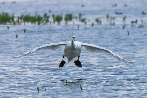 Cisne Branco Aterrissando Água — Fotografia de Stock