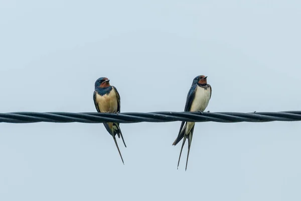 Deglutizione Fienile Filo Hirundo Rustica — Foto Stock