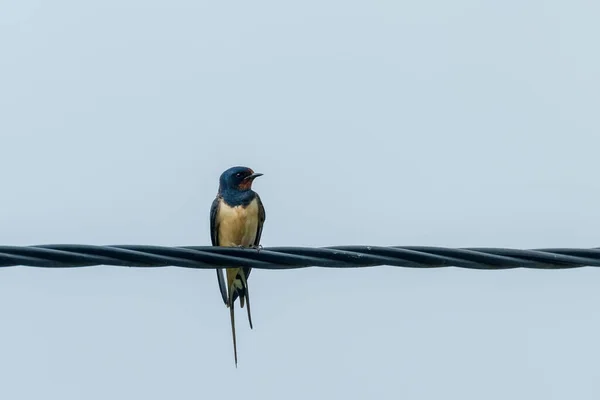 Barn Swallow Wire Hirundo Rustica — 图库照片