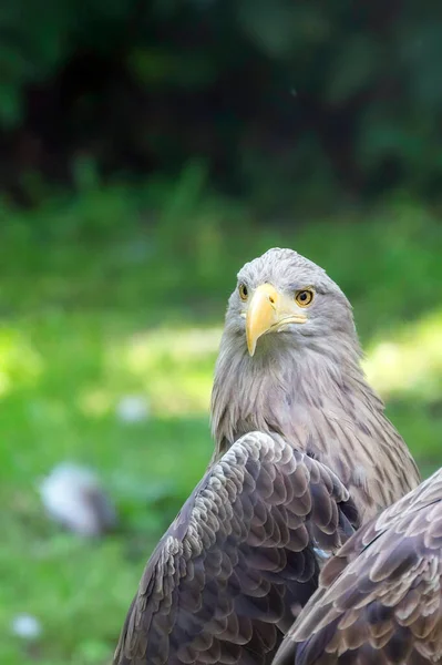 Aigle Queue Blanche Haliaeetus Albicilla Oiseau Proie — Photo