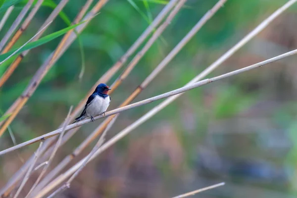 Celeiro Engolir Uma Cana Hirundo Rustica — Fotografia de Stock