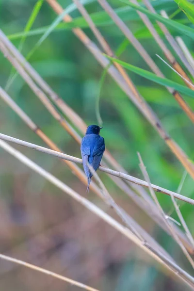Barn Swallow Reed Hirundo Rustica — стокове фото