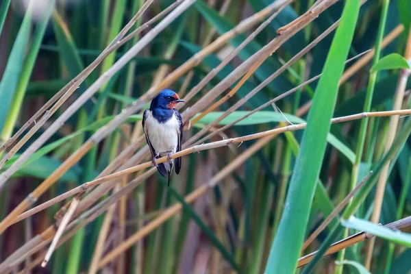 Αχυρώστε Μια Reed Hirundo Rustica — Φωτογραφία Αρχείου