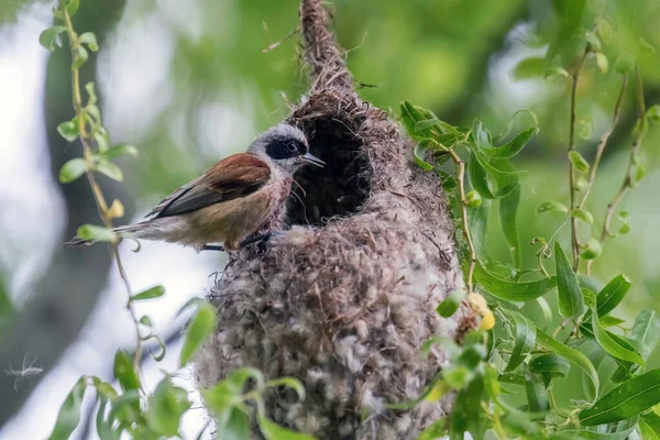 Eurasische Pendelmeise Nest Remiz Pendel — Stockfoto