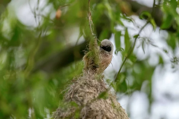 Eurasian Penduline Tit Nest Remiz Pendulinus — Stock Photo, Image