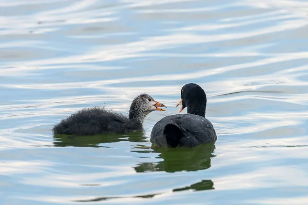 Família Coot Eurasiática Coot Eurasiático Fulica Atra — Fotografia de Stock