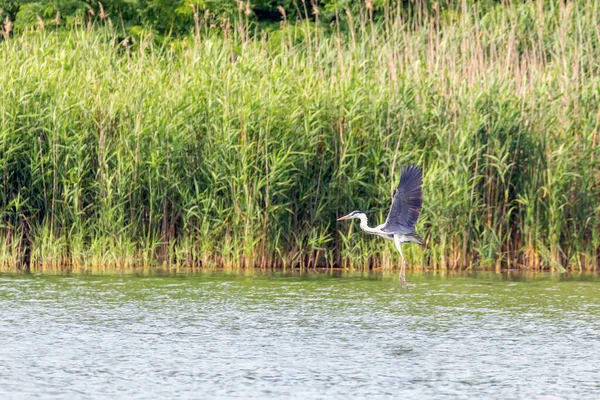 Heron Voando Cinza Ardea Cinerea Vida Selvagem Habitat Natural — Fotografia de Stock