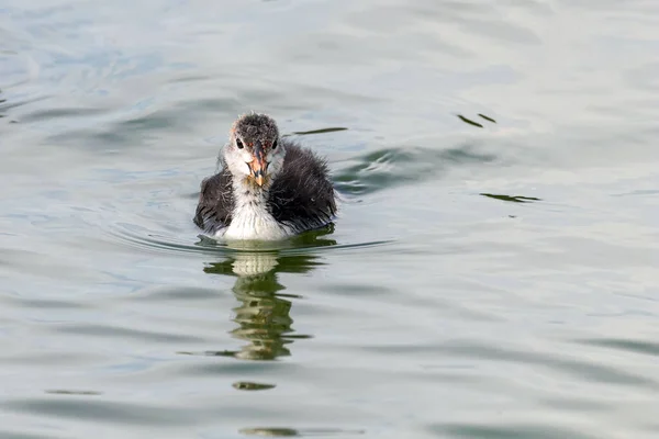 Schwarzkehlchen Fulica Atra Schwimmen — Stockfoto