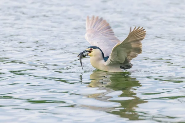 Ночная Охота Цаплю Естественной Среде Обитания Nycticorax Nycticorax — стоковое фото