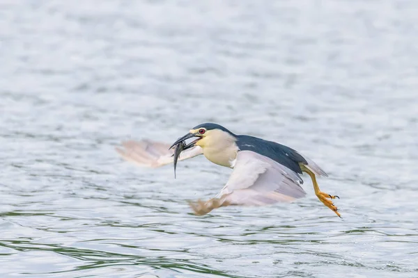 Black Crowned Night Heron Strid Med Fisk Näbb Nycticorax Nycticorax — Stockfoto